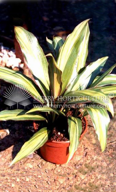 Cordyline terminalis 'Kiwi' 1